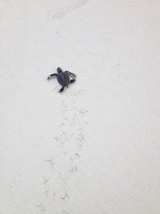 Ich bin heute geboren worden, 29.06.15 Hotel Southern Palms Beach Resort