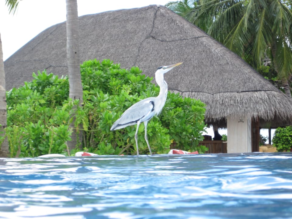 Fliegende Freunde auch die waren auf der Insel  Kuramathi Maldives
