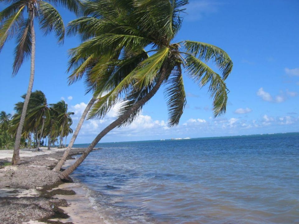 schön, oder? Catalonia Punta Cana - All Inclusive