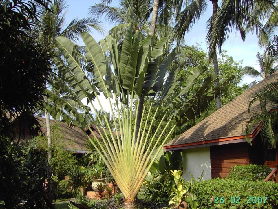 Gartenanlage The Fair House Beach Resort