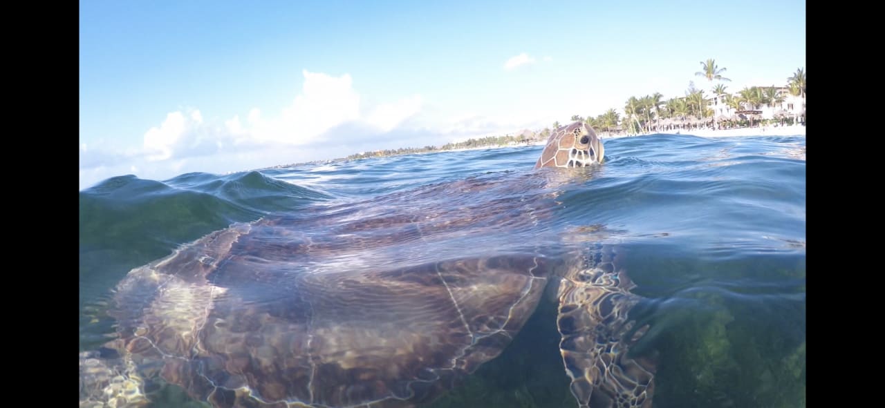 Strand Akumal Bay Beach & Wellness Resort