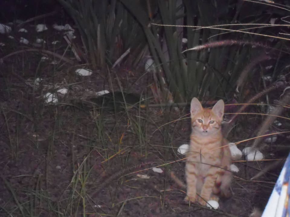 Süss die Katze in der Gartenanlage Hotel Royal Garden Beach