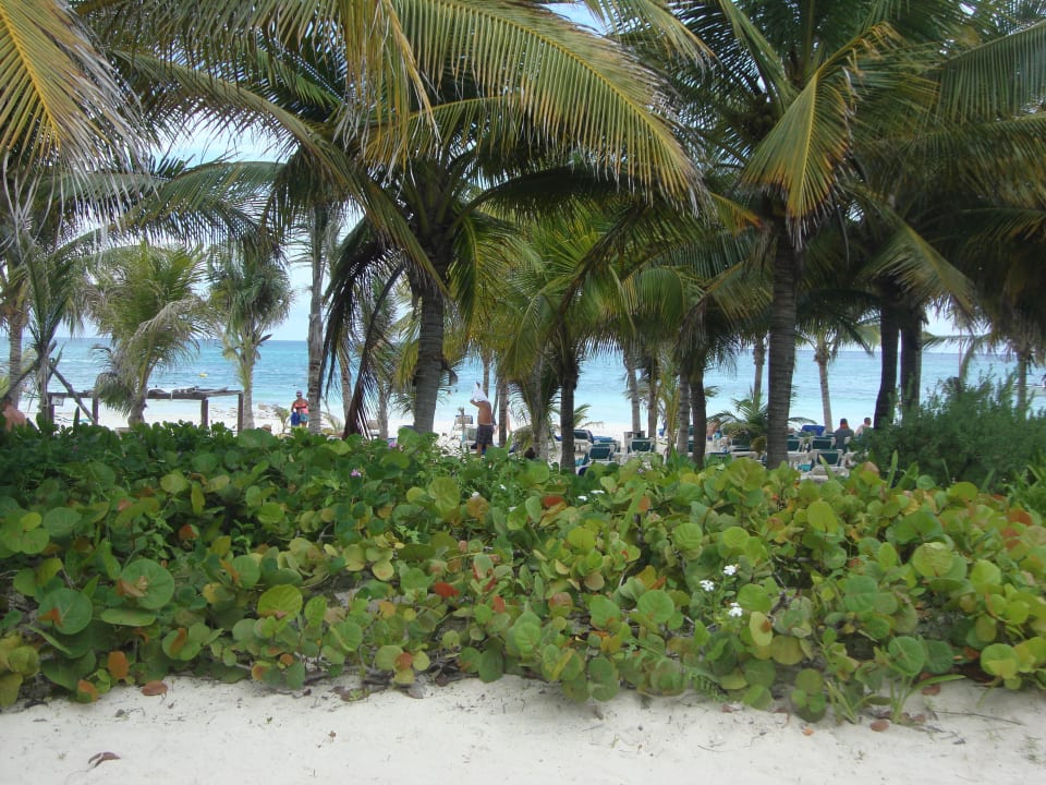 Hotel Catalonia Playa Maroma Catalonia Playa Maroma