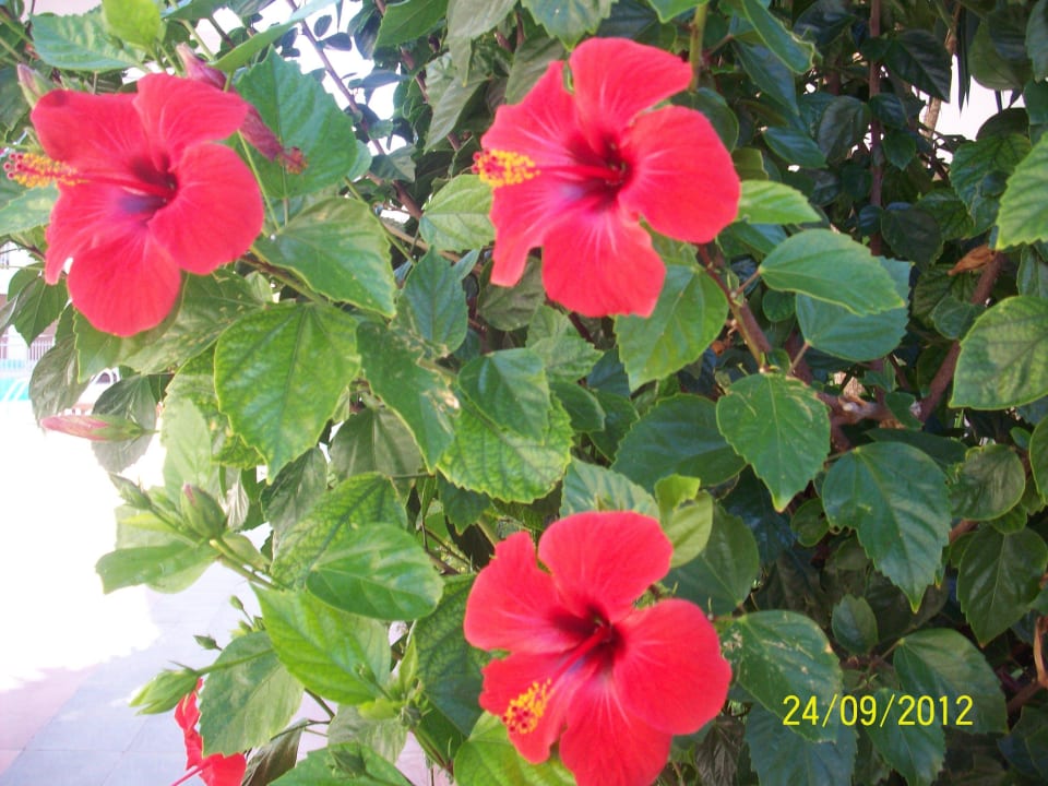 Hibiskus High Beach Resort