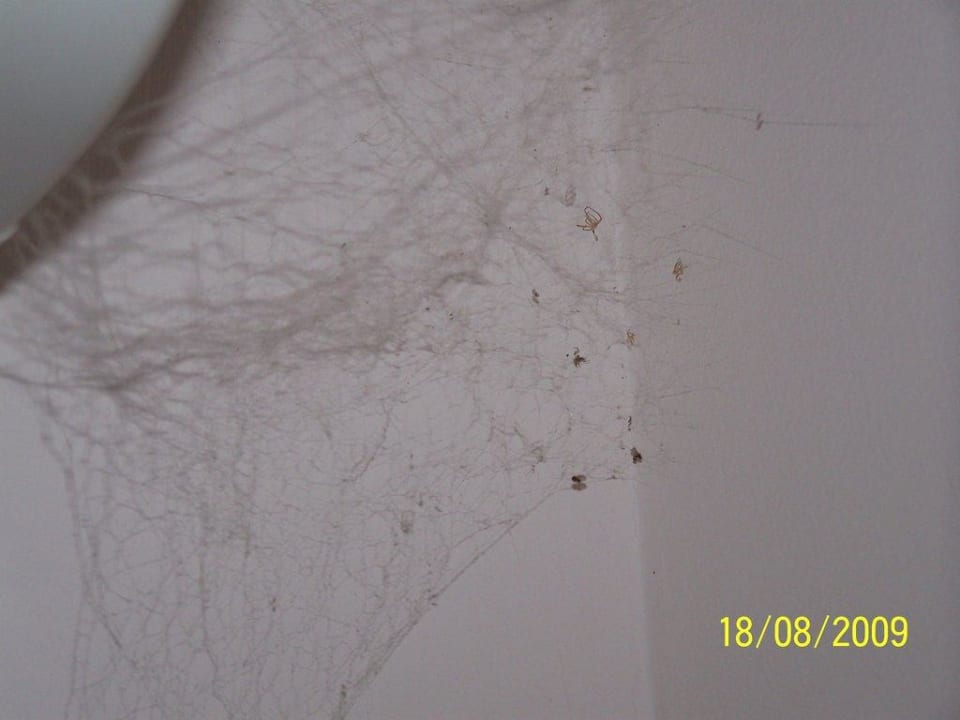 Spinnweben Monate alt Club Turtas Beach Hotel