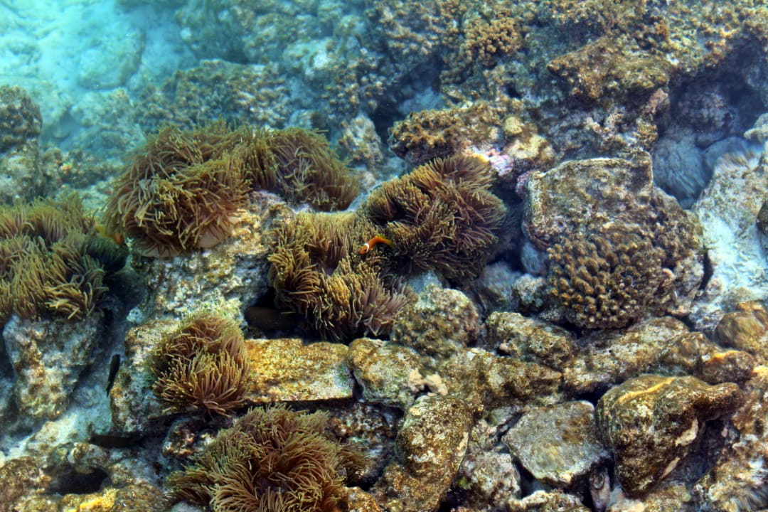 Strand Summer Island Maldives