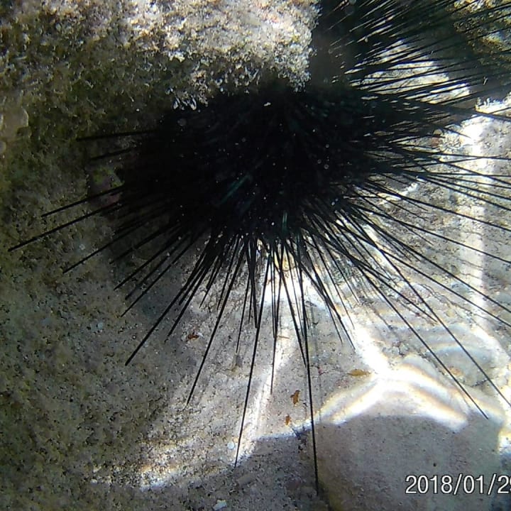 Sport & Freizeit Three Corners Sea Beach Resort