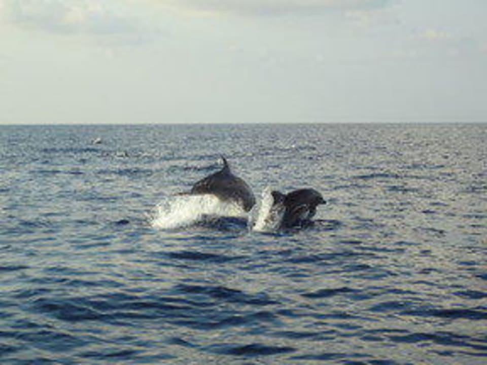 Sunsetcruise mit Delfinen Vilamendhoo Island Resort & Spa