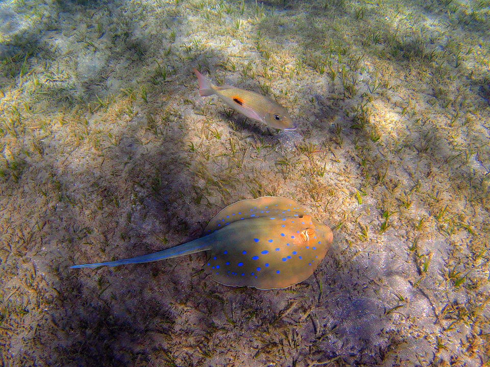 Strand Shams Alam Beach Resort