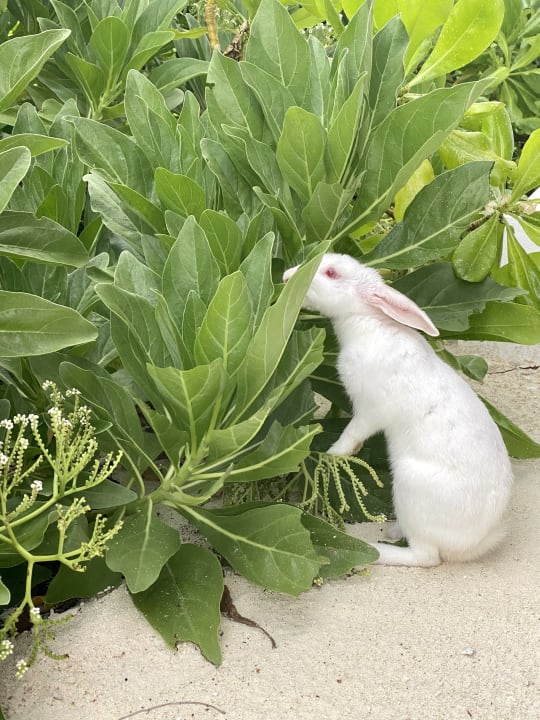Gartenanlage Cinnamon Hakuraa Huraa Maldives