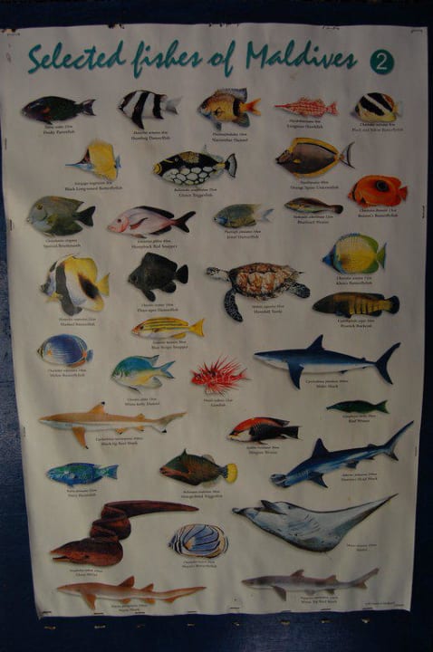 Fischvorkommen Adaaran Select Hudhuran Fushi - Premium All Inclusive