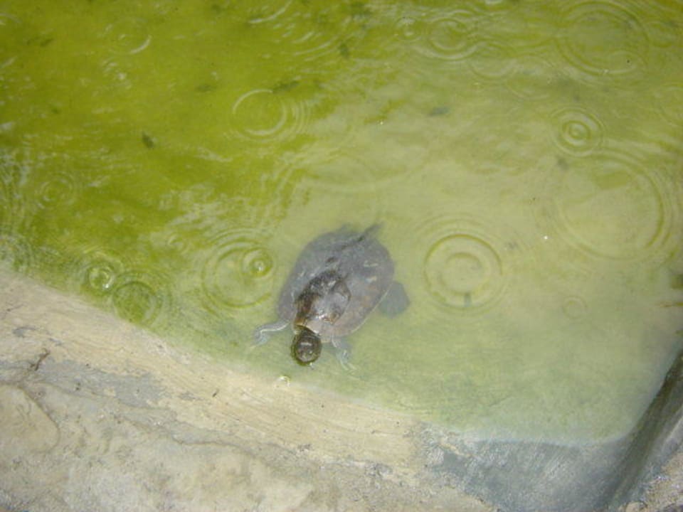 Beim schnorcheln Senator Puerto Plata Hotel