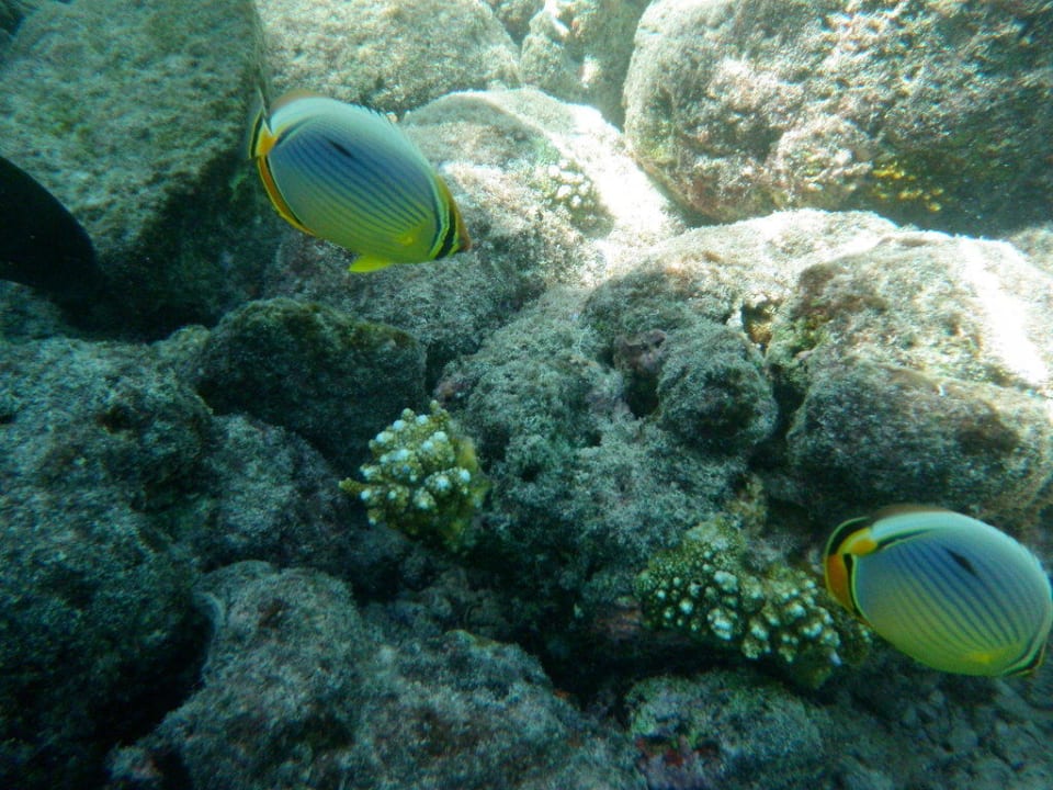 Am Hausriff Sun Siyam Olhuveli