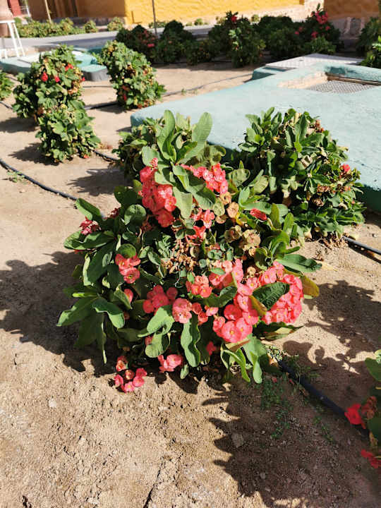 Gartenanlage Pickalbatros Villaggio Resort - Portofino