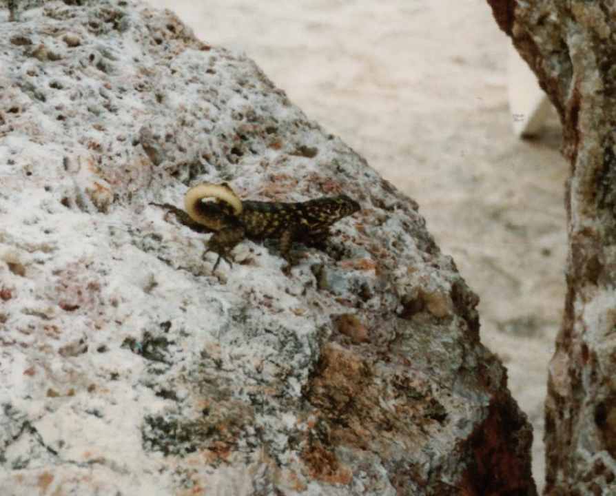 Gecko Brisas Guardalavaca Hotel & Villas