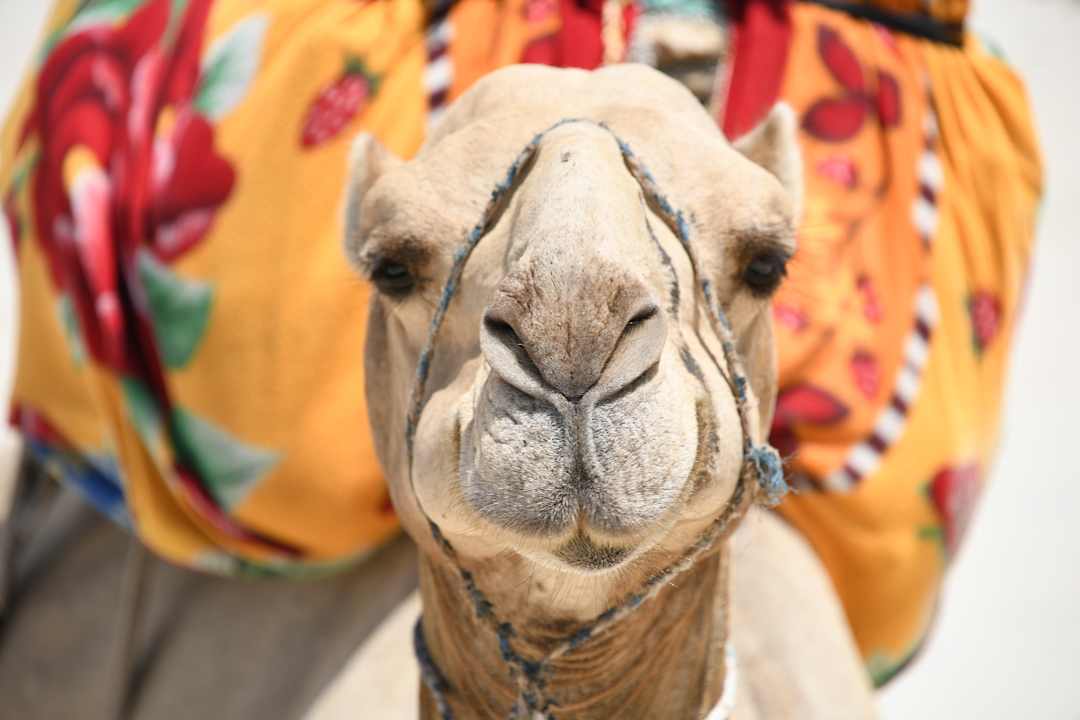 Strand Travellers Beach Hotel & Club