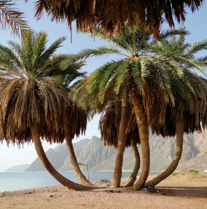 Piękne zagajniki palmowe.  Happy Life Village