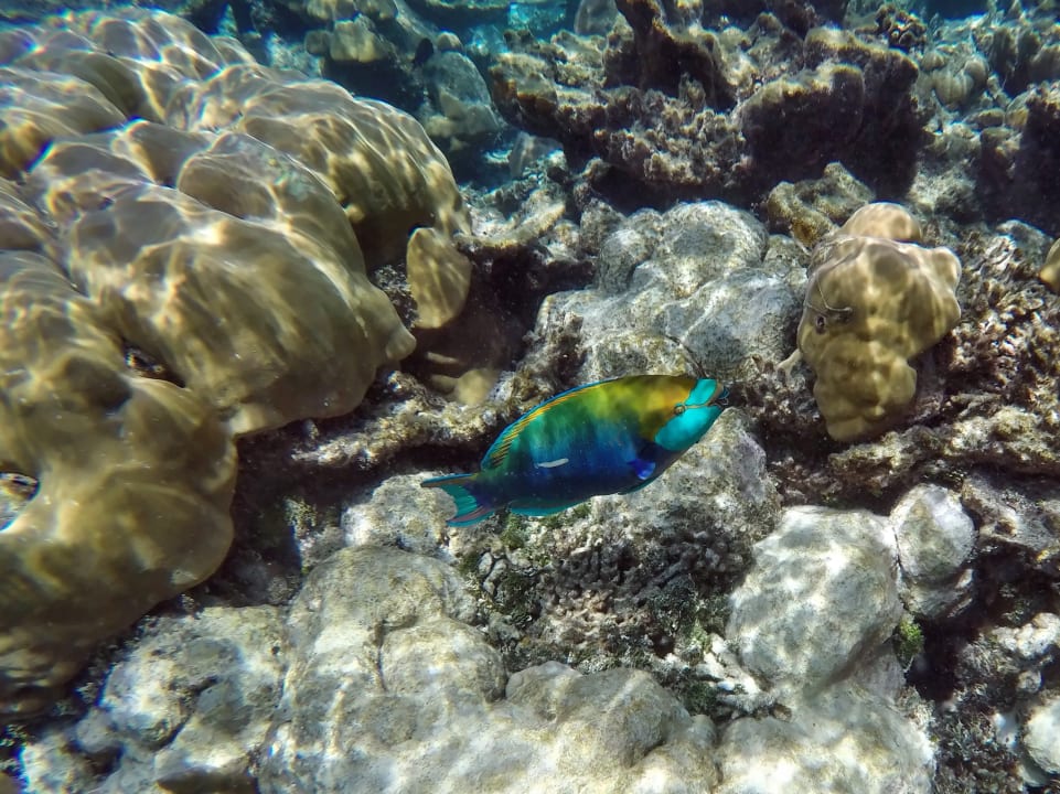 Rostnacken - Papageienfisch NH Collection Maldives Havodda Resort