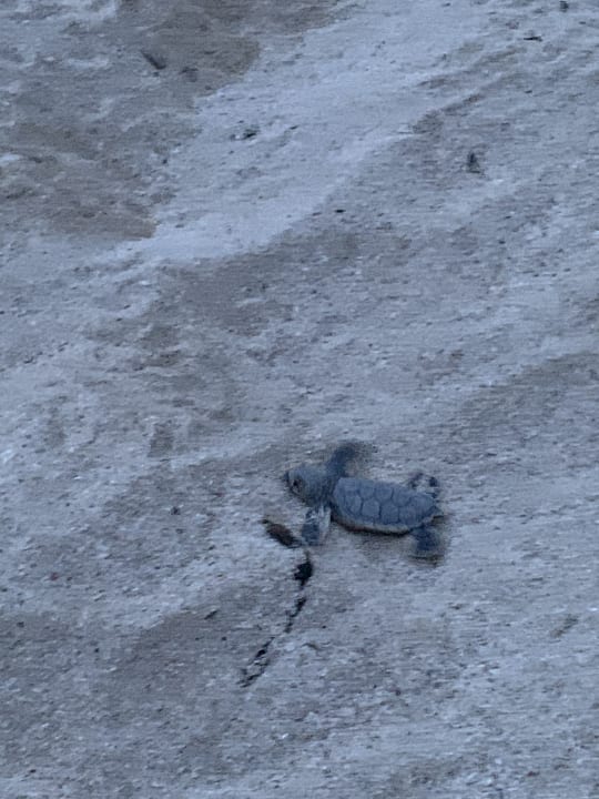 Strand Akumal Bay Beach & Wellness Resort