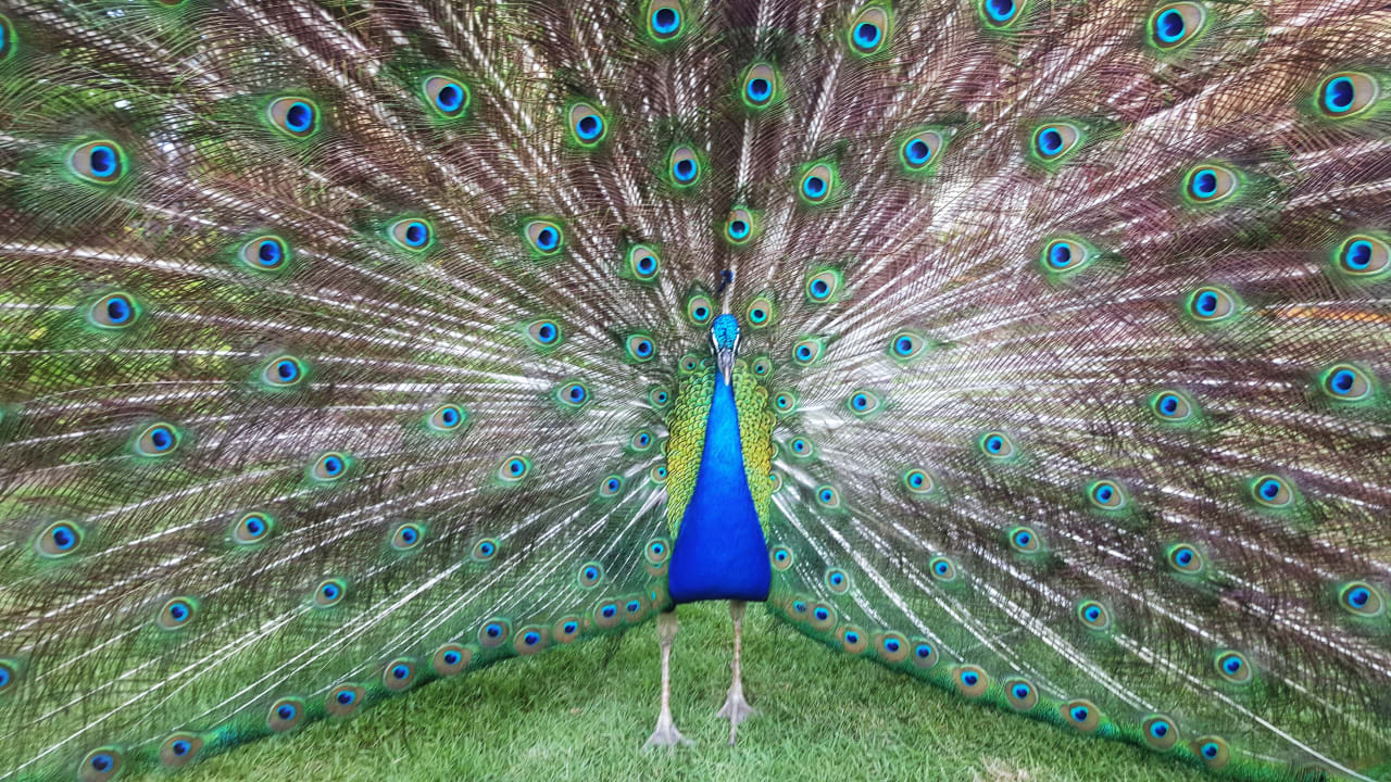 Gartenanlage Hotel Grand Palladium Palace Resort, Spa & Casino