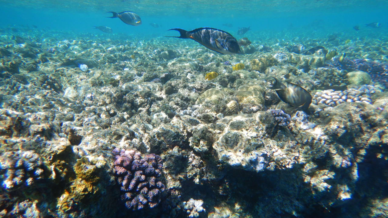 Sport & Freizeit Steigenberger Coraya Beach - Adults only