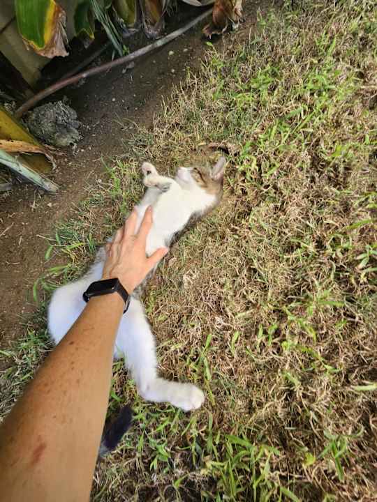 Gartenanlage Rixos Premium Tekirova