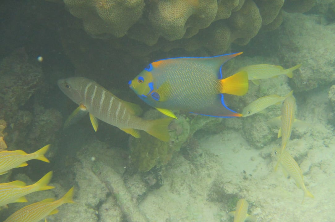 Sport & Freizeit Akumal Bay Beach & Wellness Resort