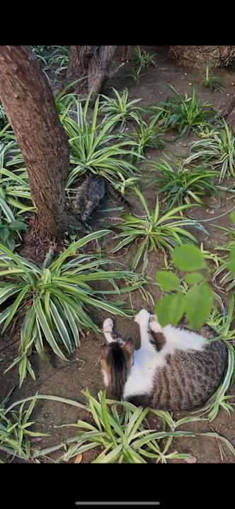 Außenansicht Sunis Kumköy Beach Resort Hotel & Spa