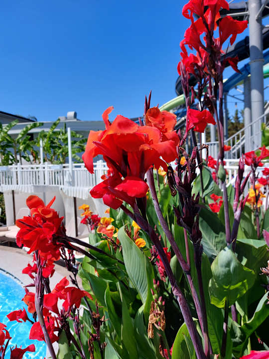 Pool Adalya Elite Lara