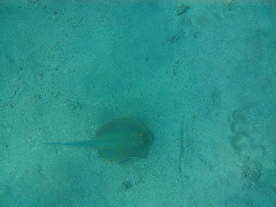 Strand Hilton Marsa Alam Nubian Resort