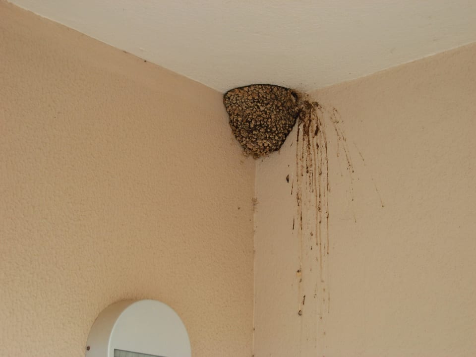 1 von 2 Schwalbennestern auf unserem Balkon Alaiye Resort & Spa