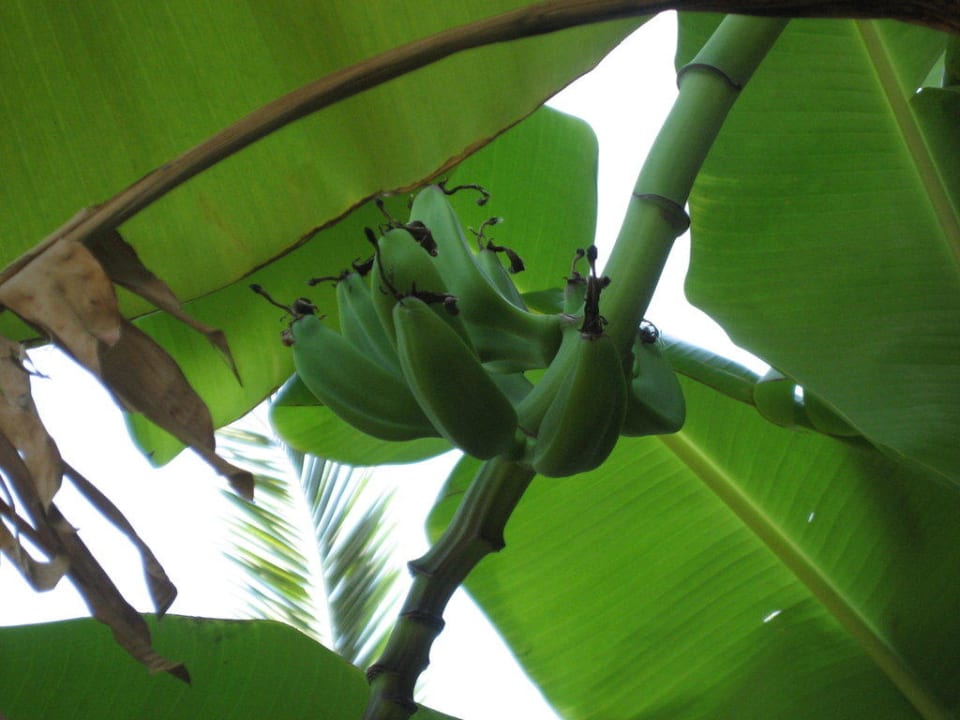 Bananen vor unserem Zimmer Gaia Garden Hotel