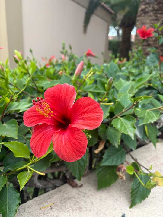 Gartenanlage allsun Hotel Esplendido