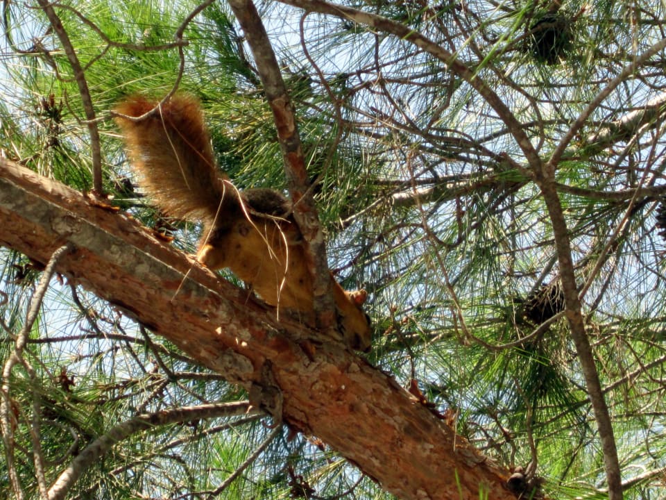 Mitbewohner der Anlage Eichhörnchen Asteria Family Belek