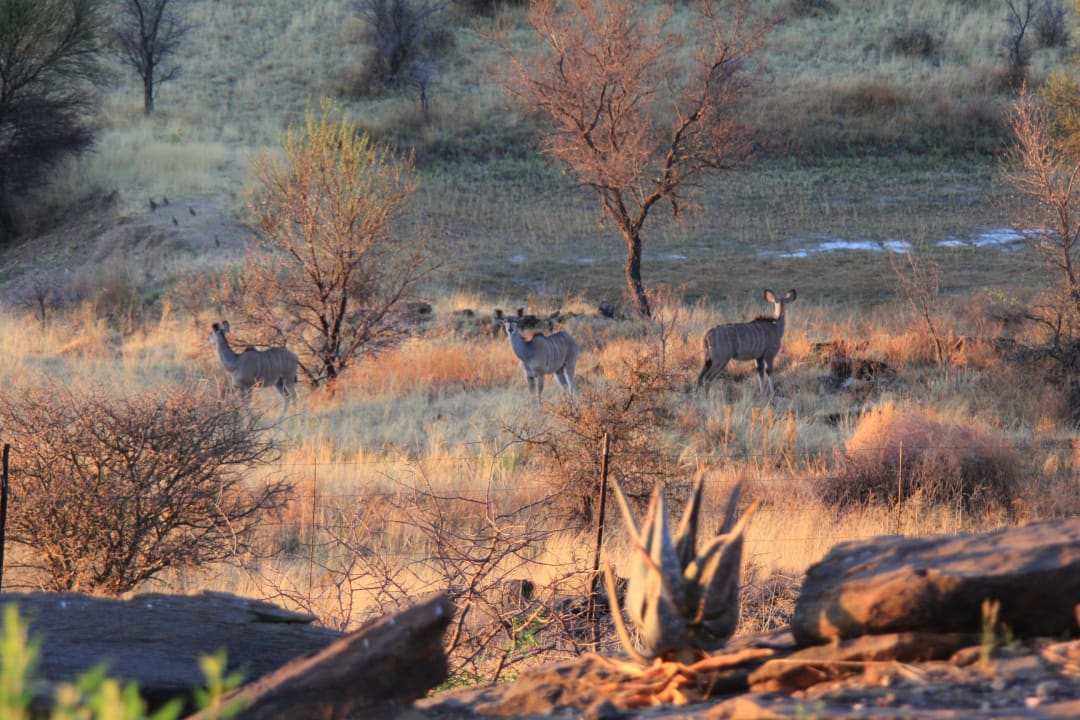 Kudus von unseren 2 Beobachungsplätzen  Eagle Rock Guest-Farm & Business Lodge