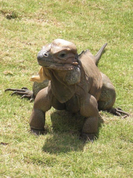 Ein Prachtstück Hotel Viva Dominicus Palace by Wyndham-All Inclusive Resort