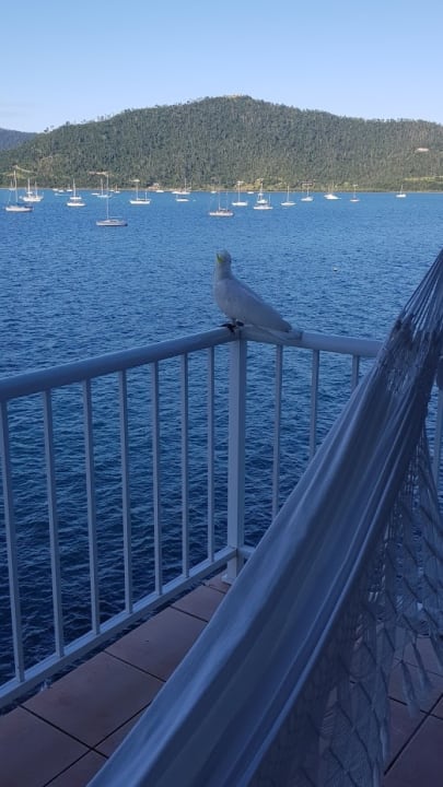 Zimmer Hotel Coral Sea Resort