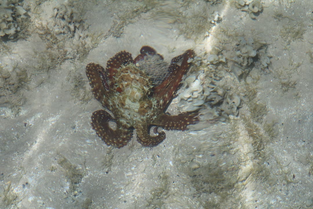 Strand Jaz Makadi Saraya Resort