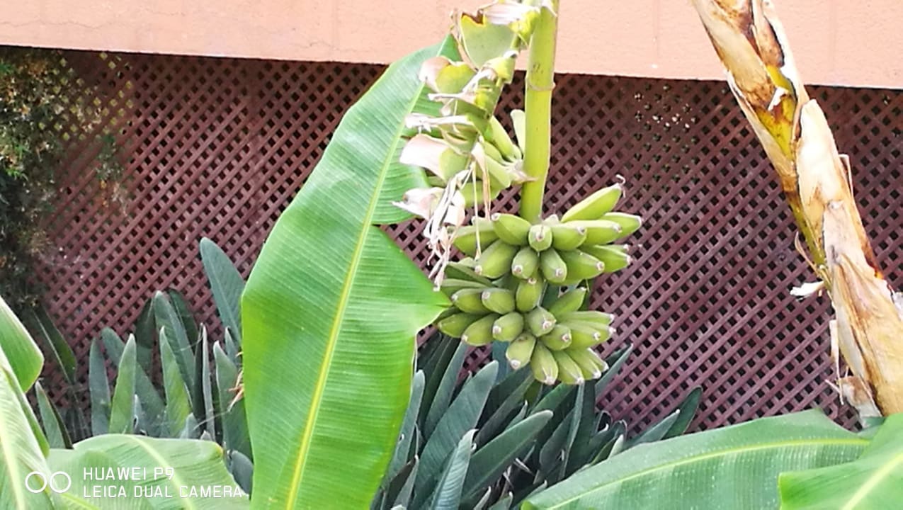 Bananen Frisch! Hotel Mariant Park
