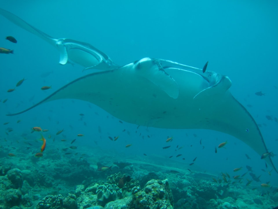 Manta 2 Vilamendhoo Island Resort & Spa