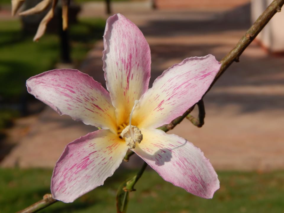 Another flower Pharaoh Azur Resort