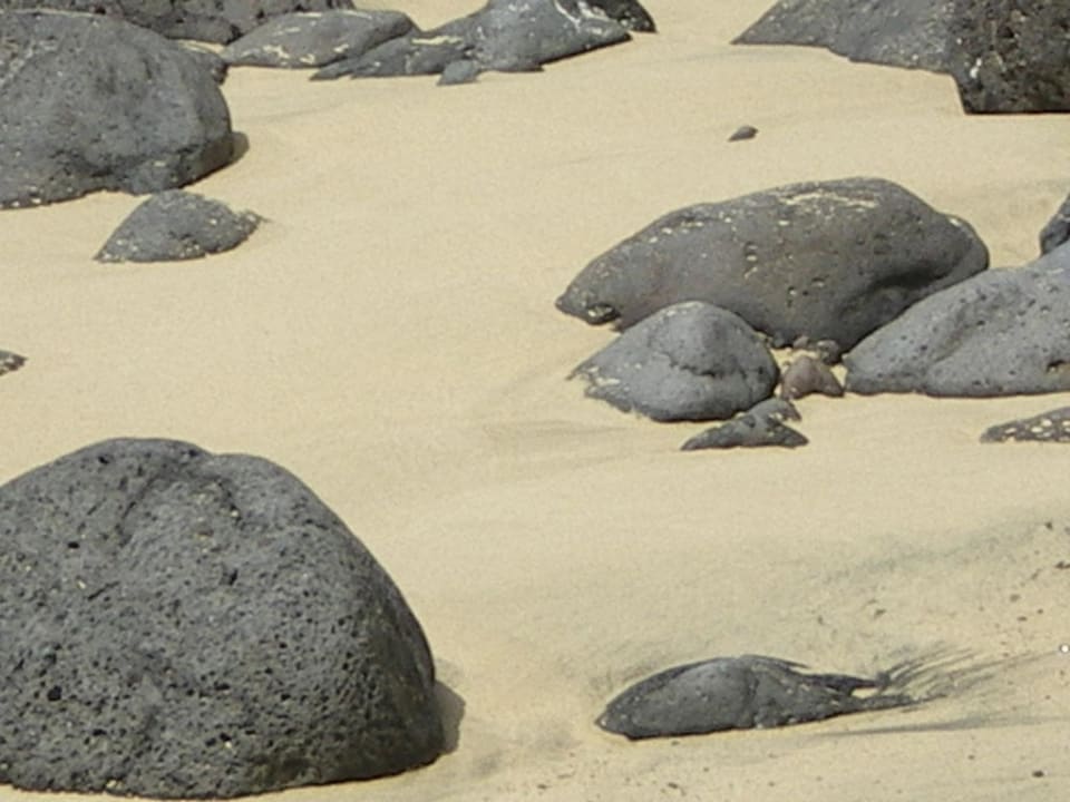 Streifenhörnchen SBH Club Paraiso Playa