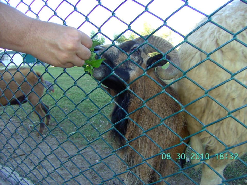 Streichelzoo Belek Beach Resort Hotel