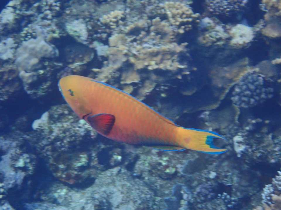 Strand Three Corners Happy Life Beach Resort