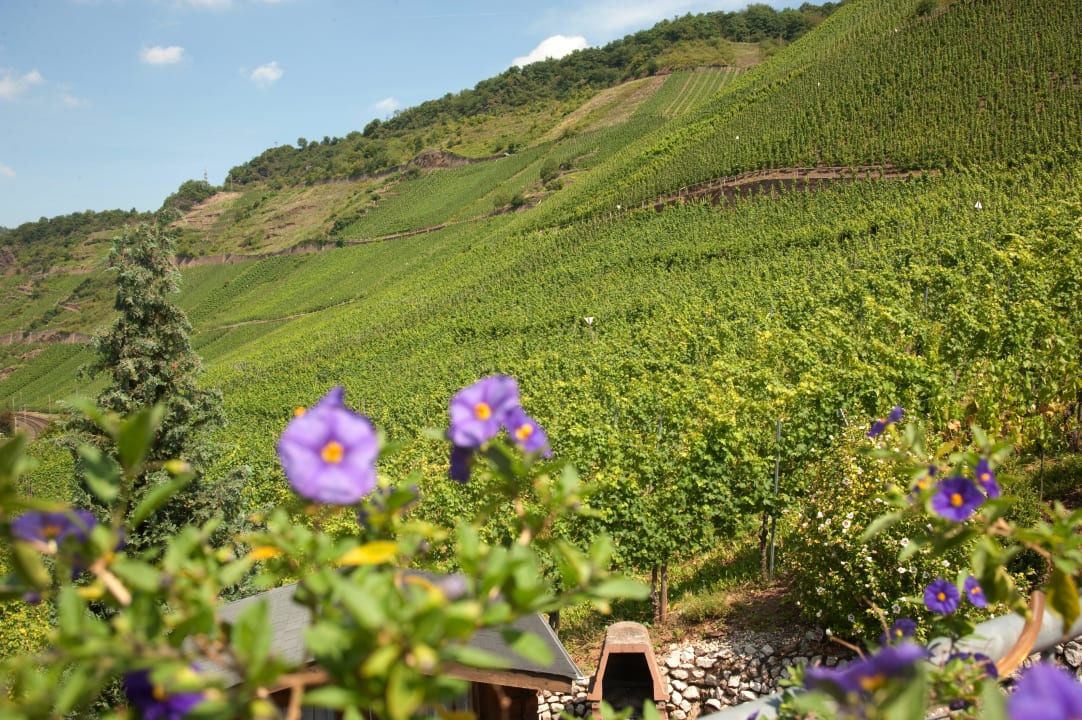 Blick auf die Weinberge Weingut Zecherhof
