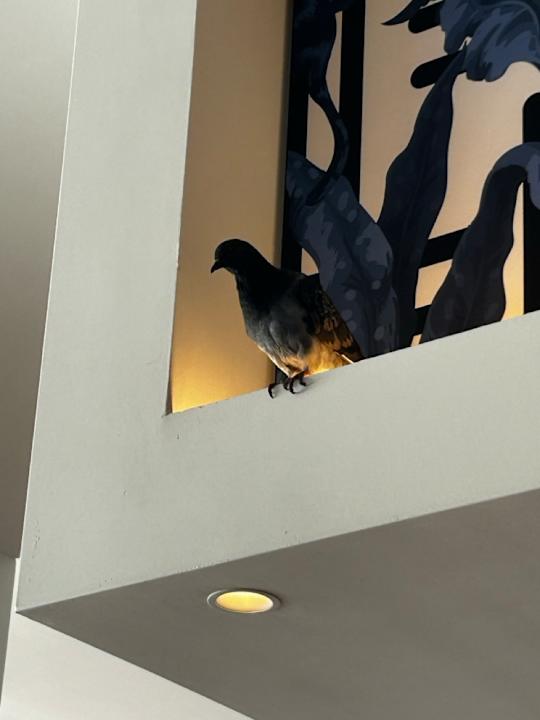 Gastro The Rif At Mangrove Beach Corendon Curacao All-Inclusive, Curio by Hilton