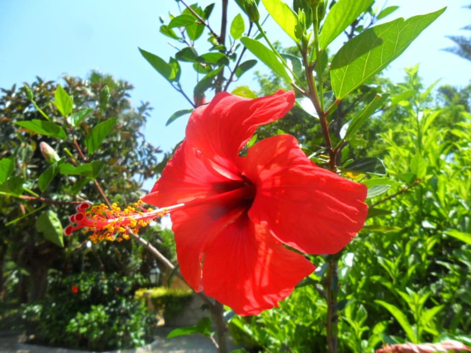 Blütenpracht Labranda Alantur Resort