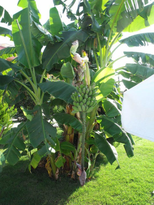 Bananenbaum Grand Seker Hotel