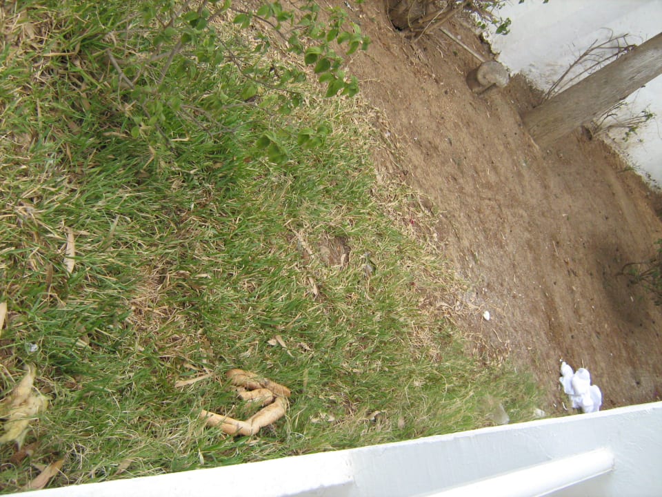 Essenreste vor dem Balkon The Club Hammamet