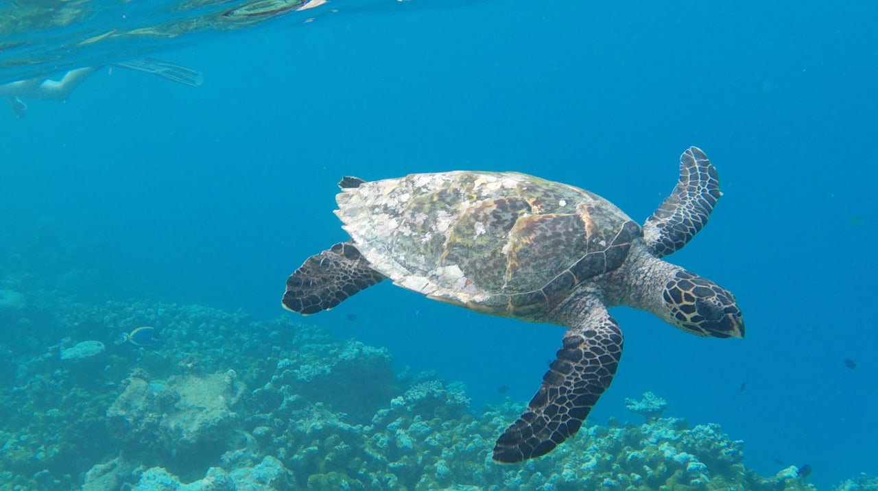 Schnorchelausflug Summer Island Maldives
